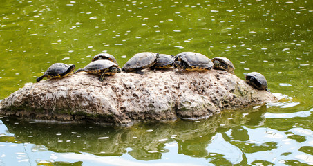 Wasserschildkröte auf einem Felsen