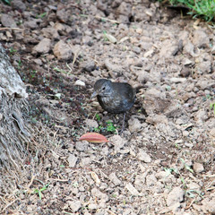 Amsel, Singvogel auf der Erde