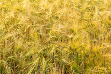 field with barley