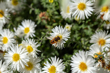 Closeup top view of cute small bee sitting on white and yellow flower outdoors. Horizontal color photography.