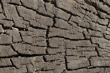 Closeup view of real wood texture. Horizontal photography of old bark of tree stump of trunk outdoors. 