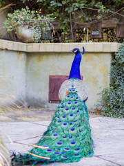 Obraz premium Peacock standing in the forest
