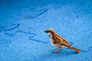 Spatz ganz allein