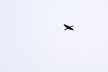 Crane flight