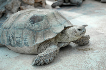 Portrait einer Schildkröte