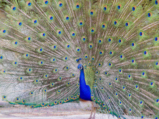 Naklejka premium Male peacock showing it's color fan