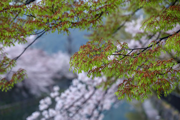 京都ぶらり、神宮道あたりの疎水の桜