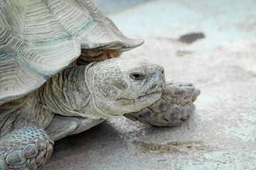 Portrait einer Schildkröte