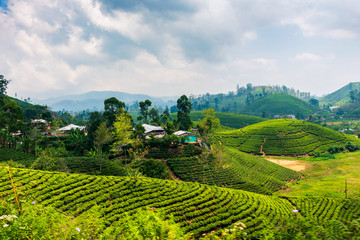 Fototapeta na wymiar Scenic tea plantation in Sri Lanka highlands