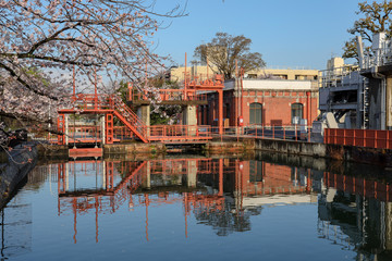 Fototapeta premium 京都ぶらり、神宮道あたりの疎水の桜