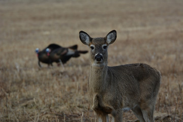 Deer and Wild Turkeys