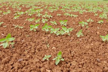 Sunflower Plantation