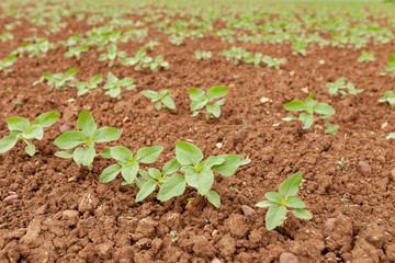 Sunflower Plantation