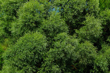 Fototapeta na wymiar Cropped Shot Of Top Of Trees. Abstract Nature Background. Green Leaves On A Trees. Beautiful Nature Background. 
