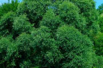 Fototapeta premium Cropped Shot Of Top Of Trees. Abstract Nature Background. Green Leaves On A Trees. Beautiful Nature Background. 