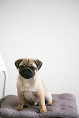 Obraz premium Pug puppy on light background in real interior