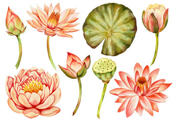 Illustration of watercolor hand drawn set of pink lotus flower and green leaves isolated on white background. Spring asian water lily flower. Botanical, organic, nature, bloom, bud, blossom. 