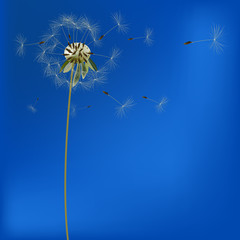 background with dandelions, vector, illustration