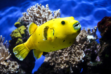 ein gelber Kugelfisch
