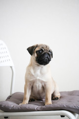 Pug puppy on light background in real interior