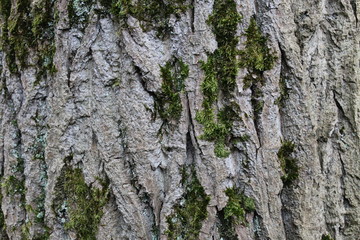 Texture écorce