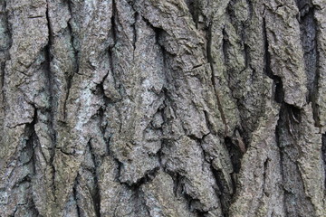 Texture écorce