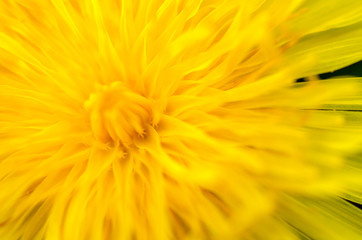 closeup of bright yellow flowers, soft focus