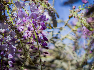 The world oldest Wistaria blossom displaying