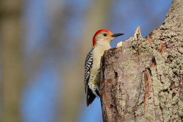 Red Bellied Woodpecker
