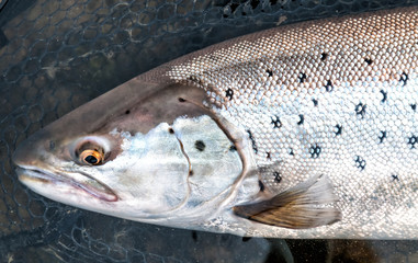 Portrait of wild sea trout in landing net