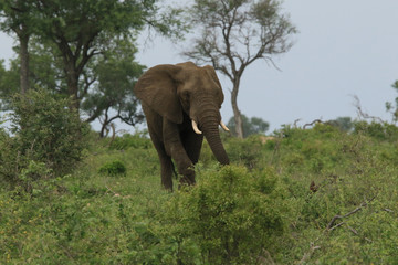 African Elephant 