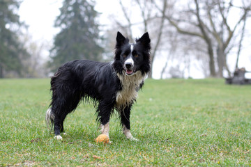 A dirty and wet border collie puppy posing happy in the countryside
