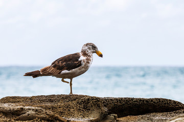 Sooty Shearwater Albatross missing feet & claws.