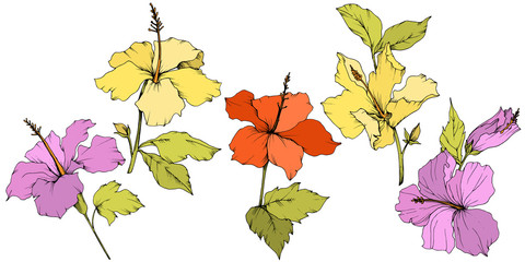 Vector Hibiscus floral botanical flower. Engraved ink art. Isolated hibiscus illustration element on white background.
