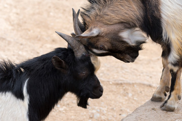 goats fighting with horns in Italy