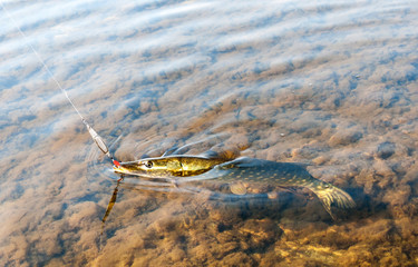 Fighting sea pike - spring season