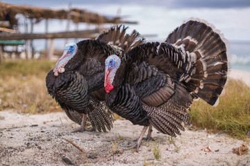 Two proud turkey cock flounce along a white beach at rural tranquility countryside scene