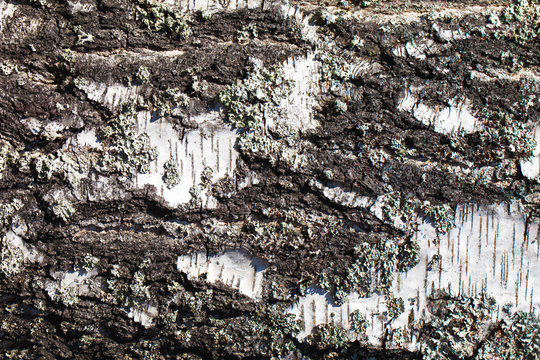 Birch white tree bark pattern texture. Forest wood background.