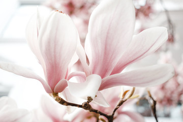 Frühlingsblumen, Magnolien in Großaufnahme, Bokeh