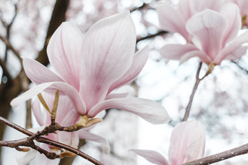 Obraz premium schöne Magnolie in voller Blüte, Magnolienblüte, Blüten im Hintergrund