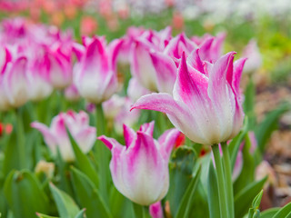 Obraz premium Beautiful tulips blossom with water drops at Descanso Garden
