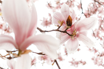 Rosa Magnolie, Blüte von unten, Bokeh