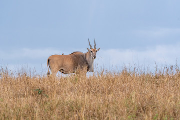 Eland grazing alone in Mara triangle during migration