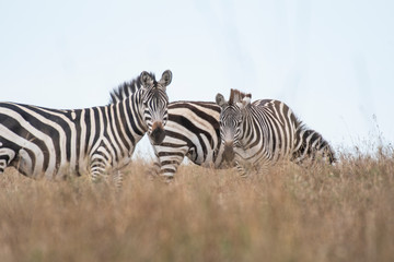 Fototapeta na wymiar Lonely zebra grazing under storm clouds, Maasai Mara