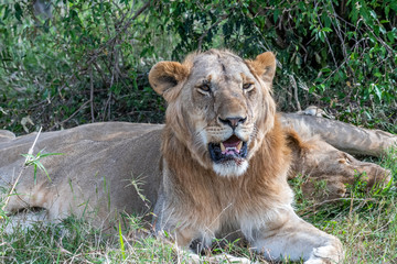 Close up portrait of Lioness resting and sleeping under tree in Maasai Mara