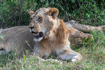 Close up portrait of Lioness resting and sleeping under tree in Maasai Mara