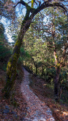 a walk in to the tree