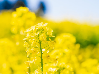 菜の花