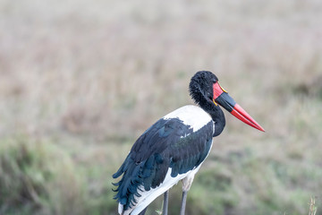 Saddle-billed stork opening and closing wings in Maasai Mara triangle