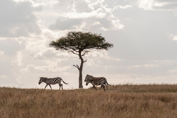 Fototapeta na wymiar Zebras grazing under tree, Maasai Mara
